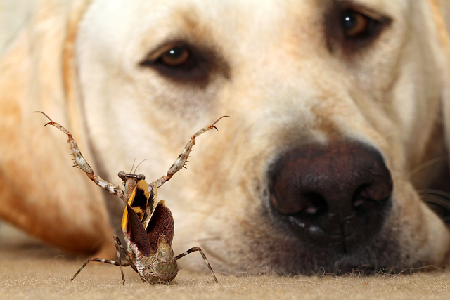 Mantis-Confronts-Dog.jpg