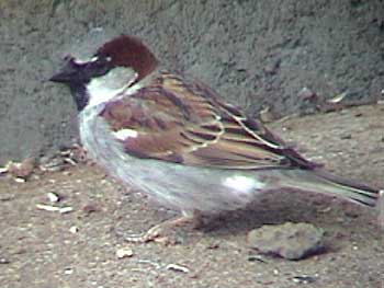 sparrow-house_350.jpg