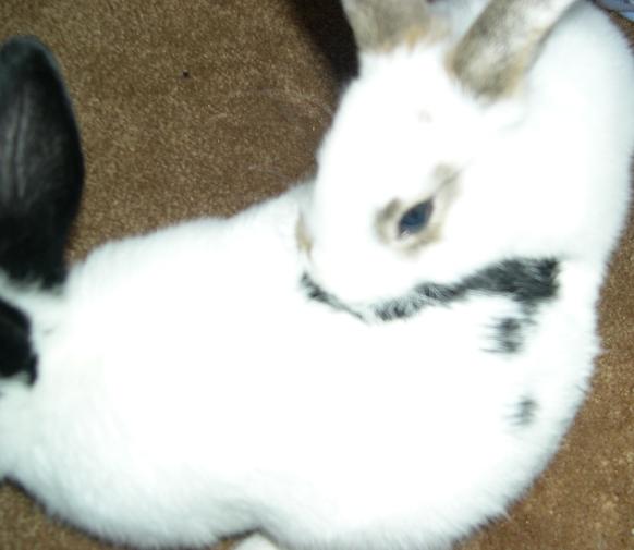 bunnies2%20001.jpg