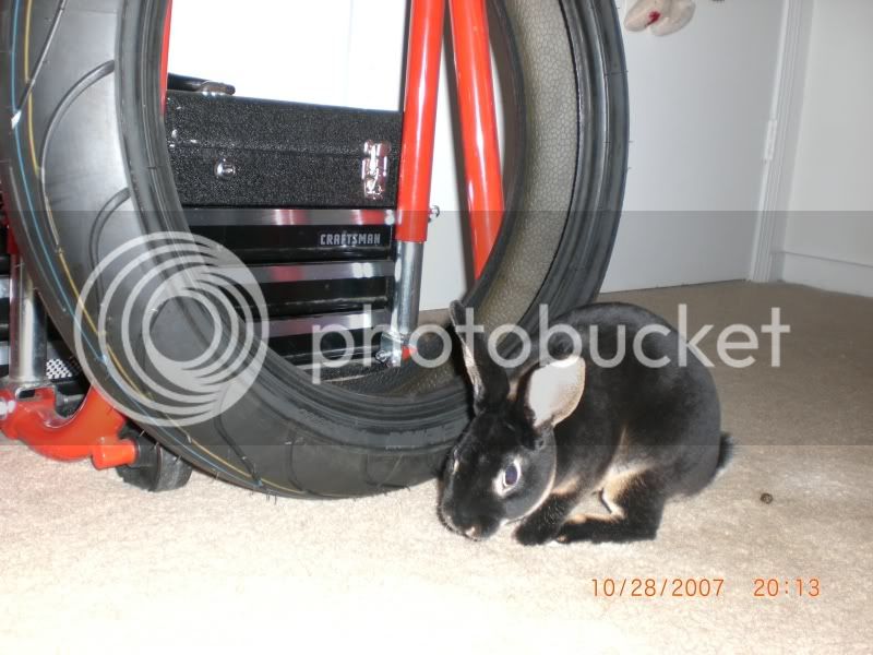 Rabbit102807012-1.jpg