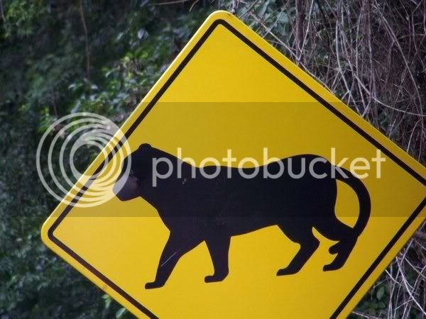 jaguarsigntikal.jpg