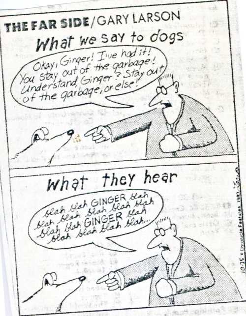 cartoon-what-we-say-to-dogs.jpg