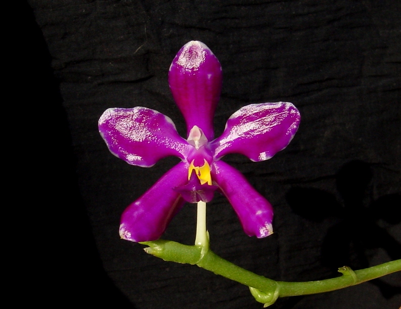 Phal%20pulchra.JPG