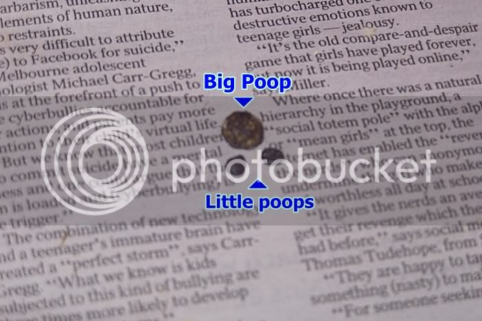 poopy-1.jpg