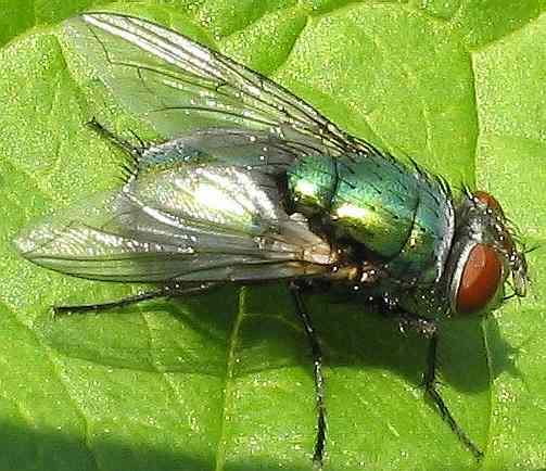 Fly_green_bottle_diptera.jpg