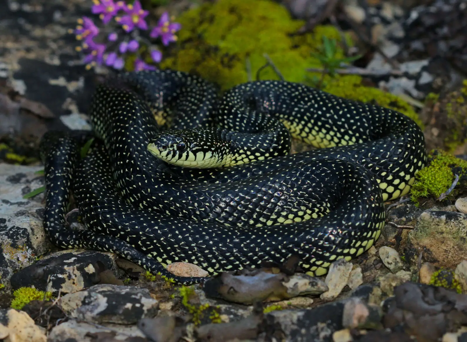 speckled-kingsnake-lampropeltis-getula-holbrooki-3.webp