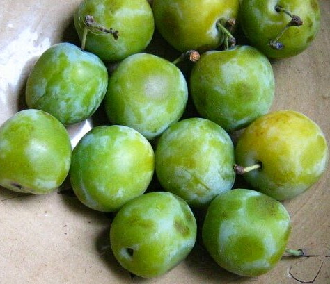 green-plums.jpg