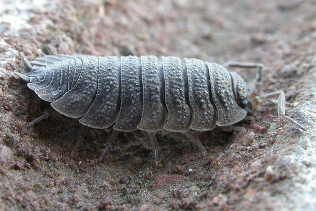 15121889.Woodlouse_Musselburgh_30032003_from_JPEG_4340.jpg