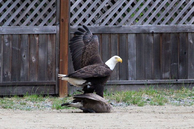 bald-eagle-vs-canada-goose-by-lisa-bell-2.jpg