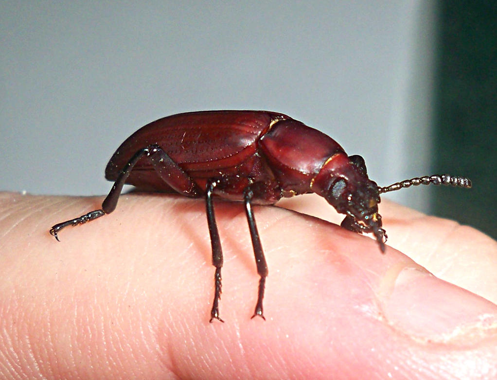 jim__darkling_beetle__darkening__by_alexandersmantids-d61ulot.jpg