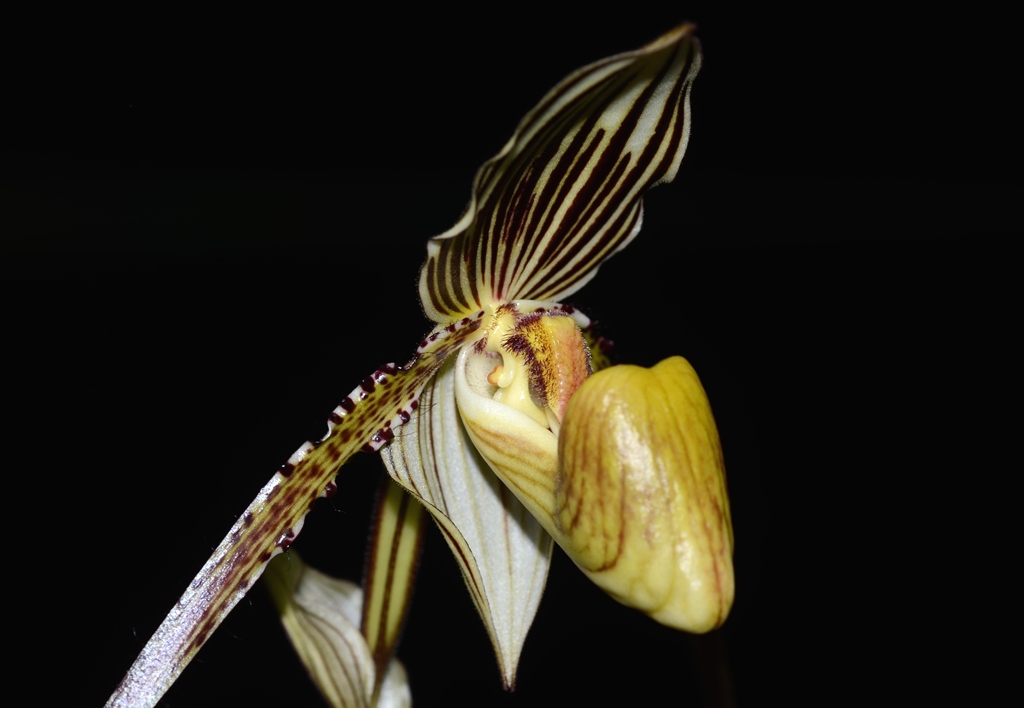 paph_st_swithin5.jpg