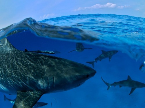 sharks-swimming-bahamas-500x374.jpg