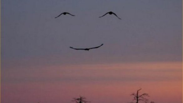 three-bird-smiley-face_large.jpg