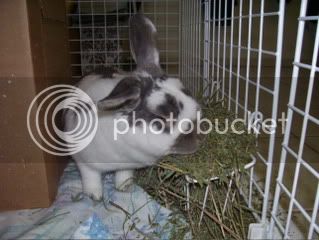 Bunnypictures-Leanne513.jpg