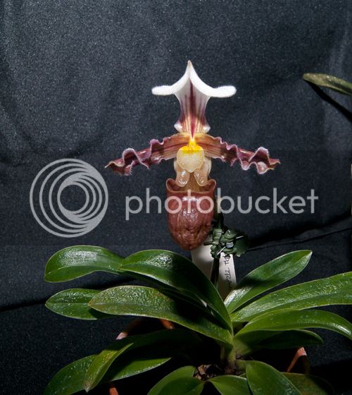 Paph_tranlienianum_500_zps63fe1cf0.jpg