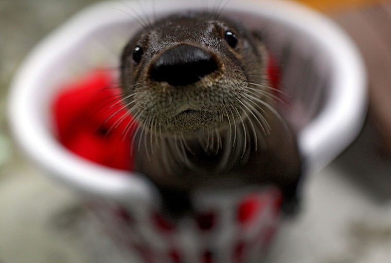 help-name-this-cute-baby-otter-big.jpg