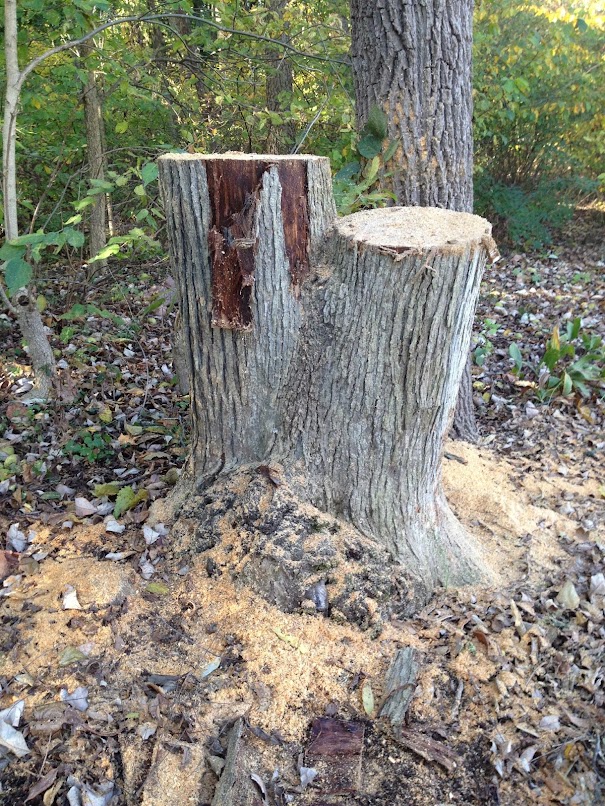 Stump.JPG