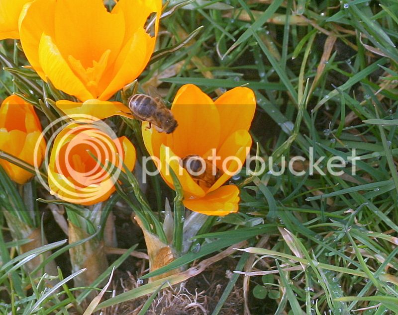 Bees%20on%20crocus%20035%20-%20Copy_zpsblegceu0.jpg