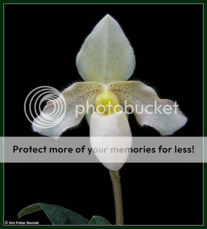 Paph_BlushingPrincess-12.jpg