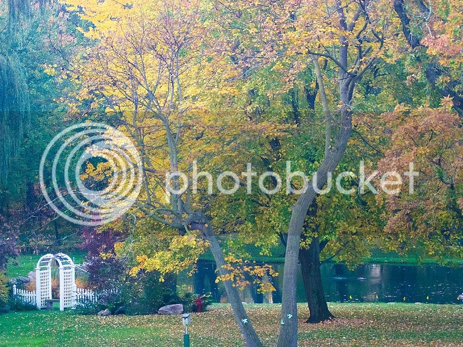 Fall-leaves-3.jpg