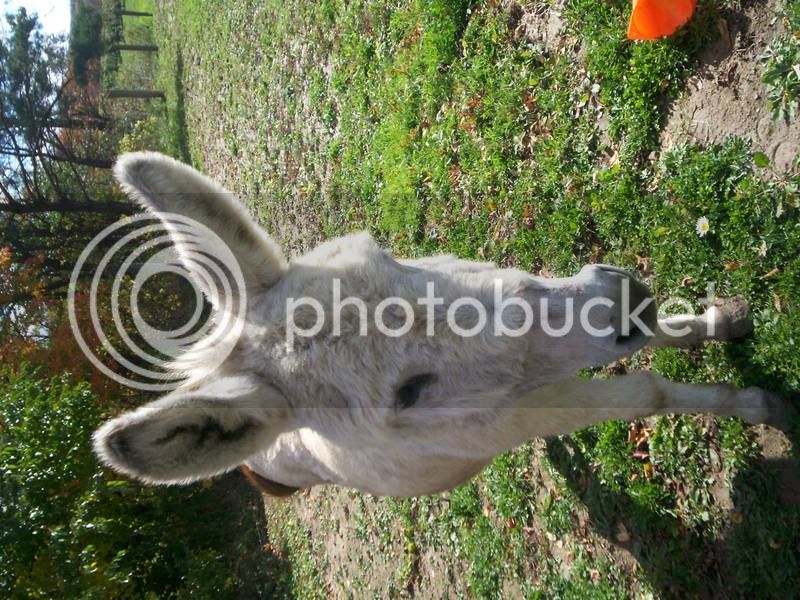 Donkeys005.jpg