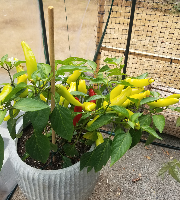 1-Wax-Peppers-View-2.png