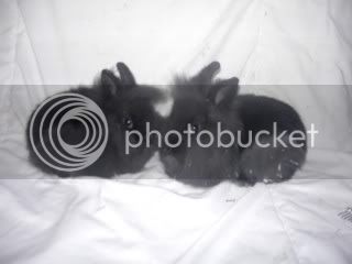 rabbit20pics201541.jpg