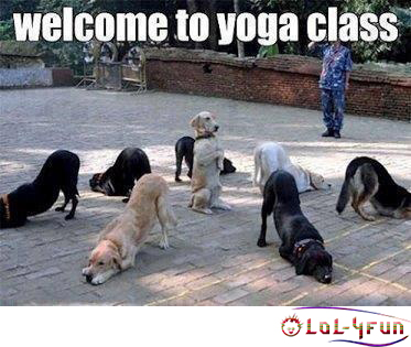 Funny+Yoga+dogs.jpg