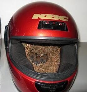 helmet%20nest%5B3%5D.jpg