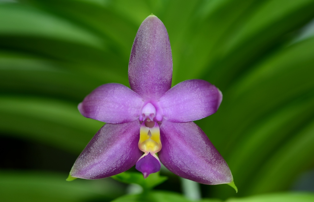 phal_sameraII3.jpg