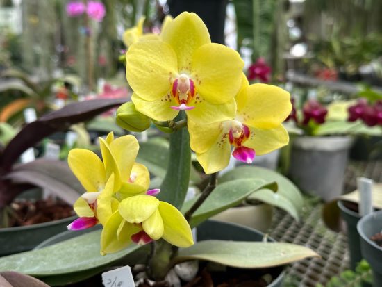 yelloworchid-550x413.jpeg
