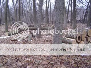 Winter08-09kidsequipmentfirewood-4.jpg