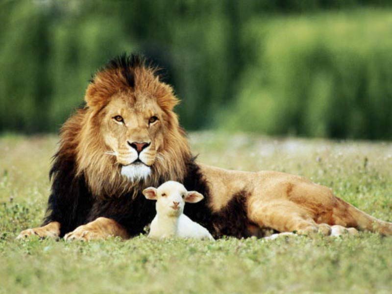 lion-and-the-lamb.jpg