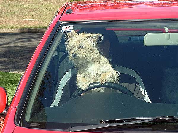 dog_driving_car_16.jpg