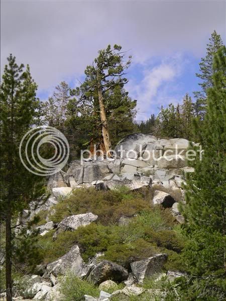 YosemiteMorroSequoia052Medium.jpg