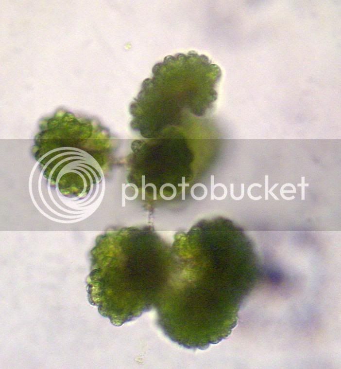 Botryococcus1.jpg