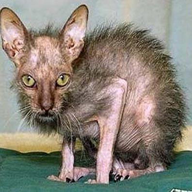 worlds-ugliest-cat.jpg