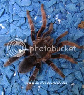 BorneoTarantula2.jpg