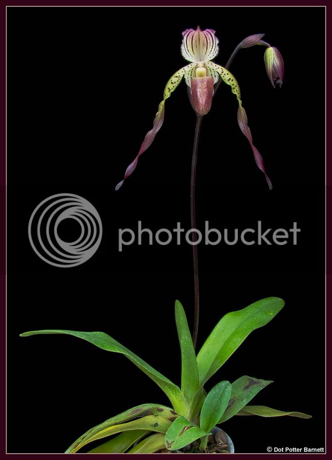 Paph_StonedBernice-2-2012.jpg