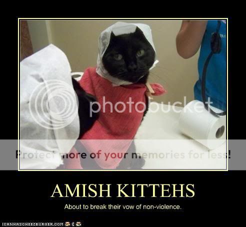 funny-pictures-cat-is-amish.jpg