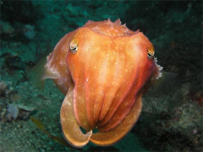 cuttlefish.jpg