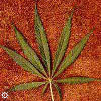 cannabis_sativa_nepalese.jpg