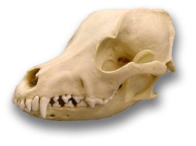 airdale-skull-lg.jpg