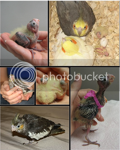 BabyBirdCollage.png