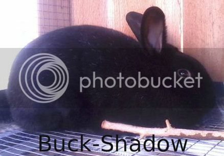 Buck-Shadow-1.jpg
