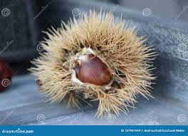 Chessnut in Sunlight, Partly in a Shell during Autumn in the Netherlands.  Stock Image - Image of fruit, netherlands: 167941949