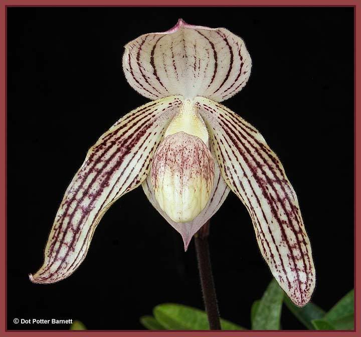 Paph_GregoryBooth-L.jpg
