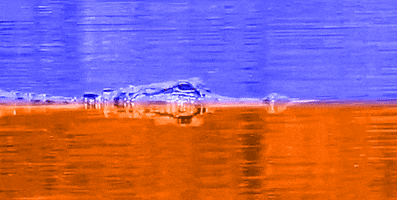 Alligator Swimming GIF by University of Florida