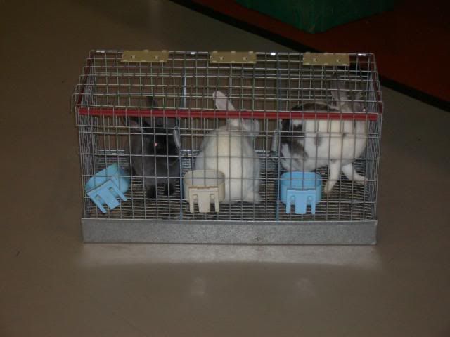 RabbitShow121209021.jpg