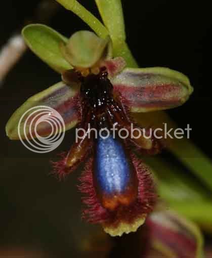 Ophrysregisferdinandiia.jpg